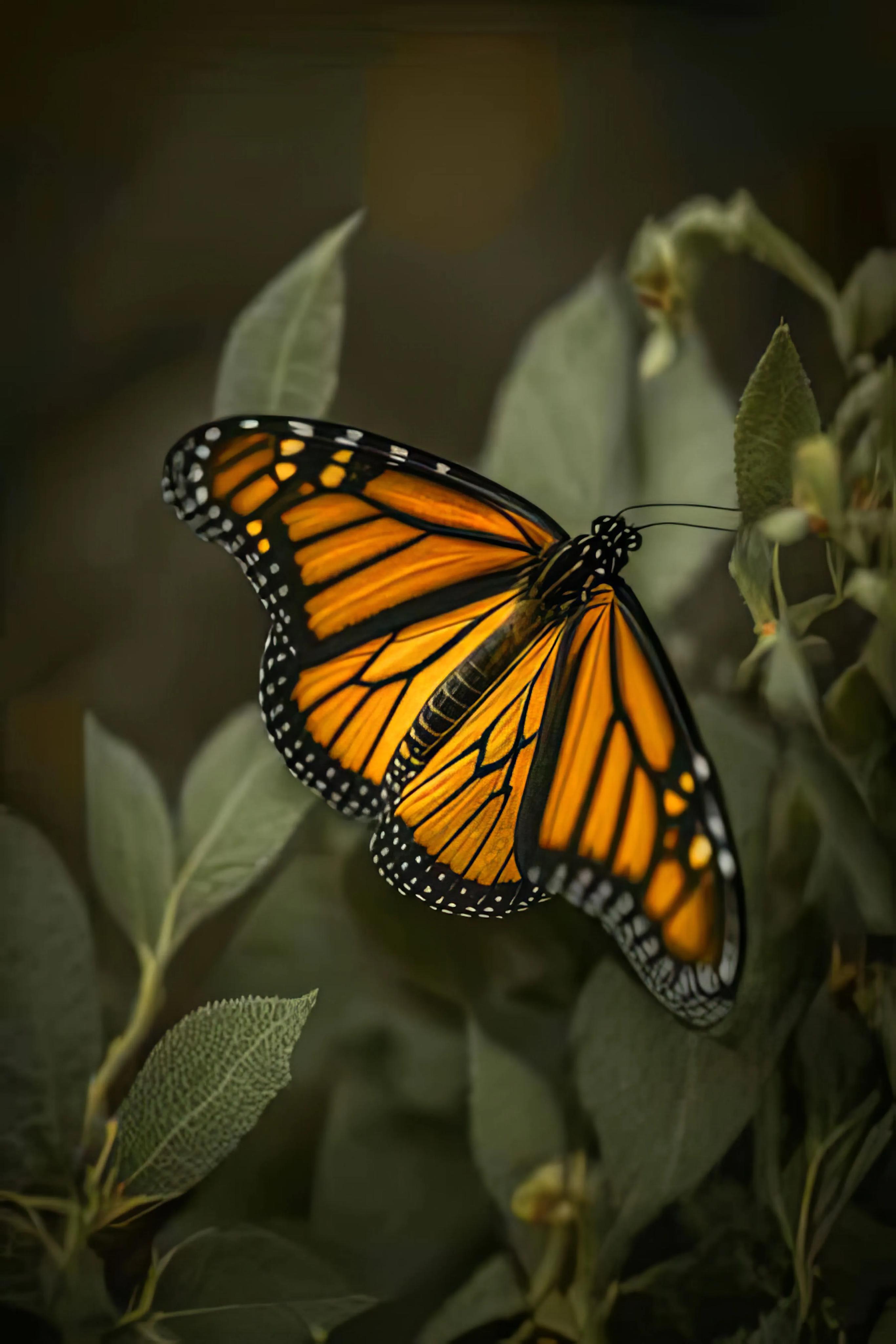 After — AI-upscaled butterfly